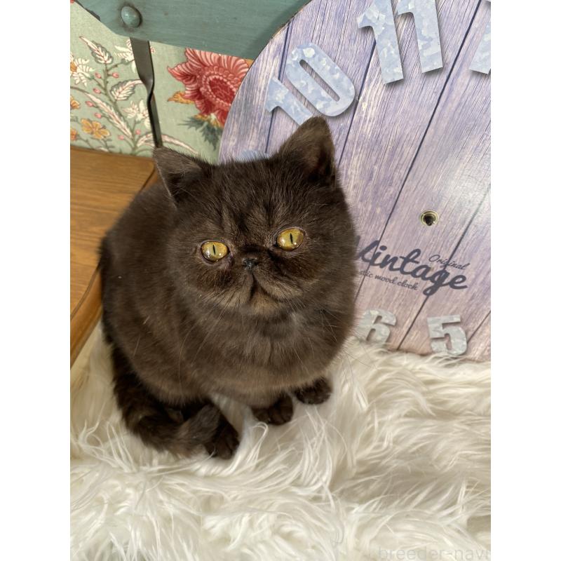 販売中の神奈川県のエキゾチックショートヘア-139935の2枚目