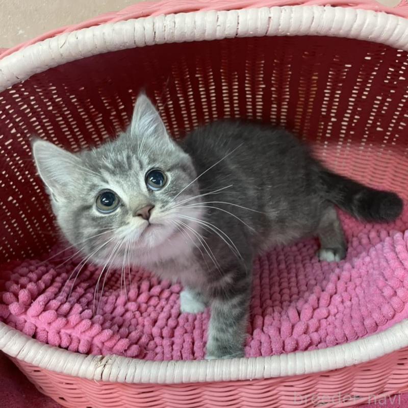 販売中の福岡県のマンチカン-139928の3枚目