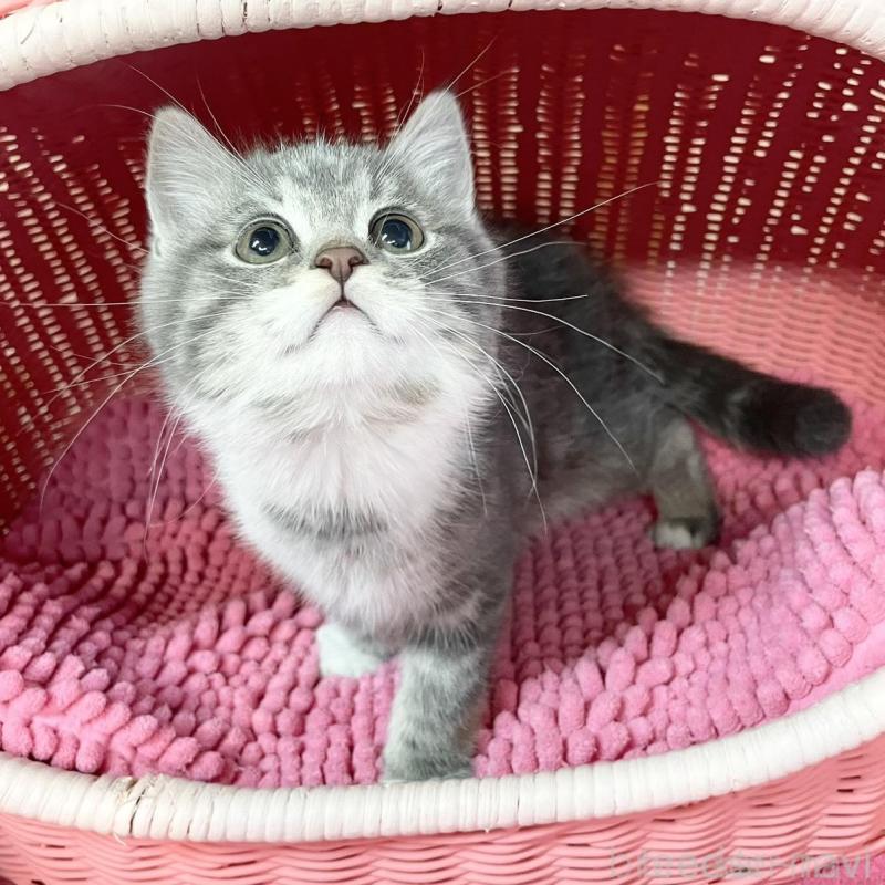 販売中の福岡県のマンチカン-139928の2枚目