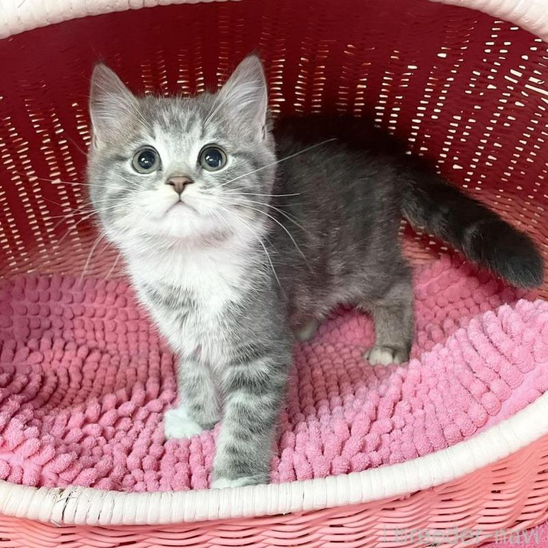 販売中の福岡県のマンチカン-139928の1枚目