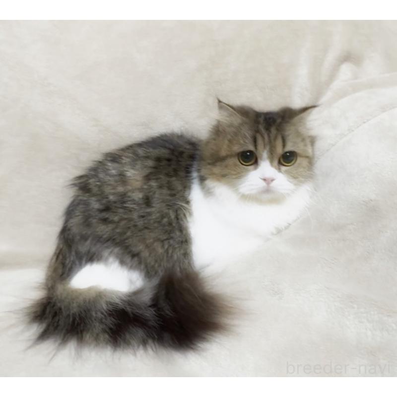 販売中の埼玉県のスコティッシュフォールド-139931の5枚目