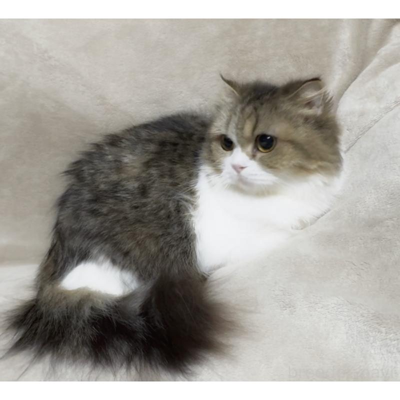 販売中の埼玉県のスコティッシュフォールド-139931の4枚目