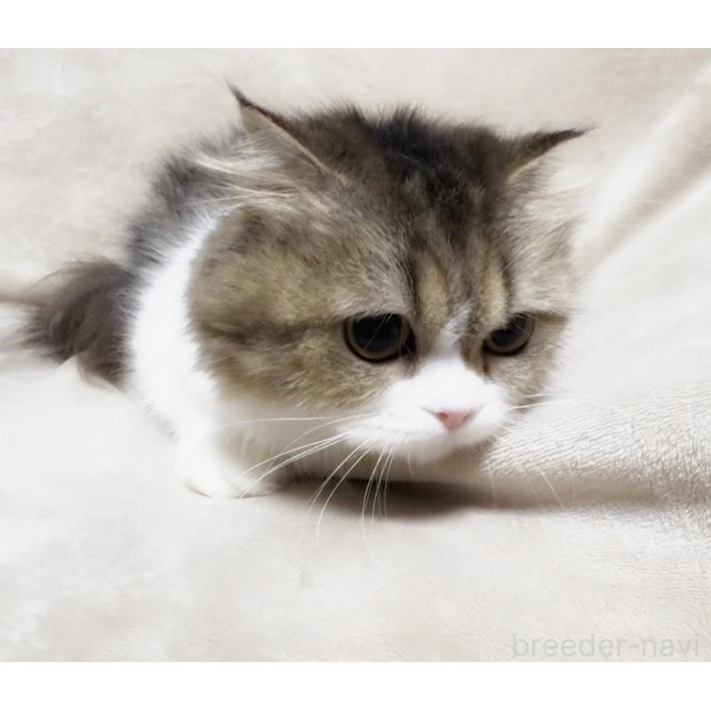 販売中の埼玉県のスコティッシュフォールド-139931の3枚目