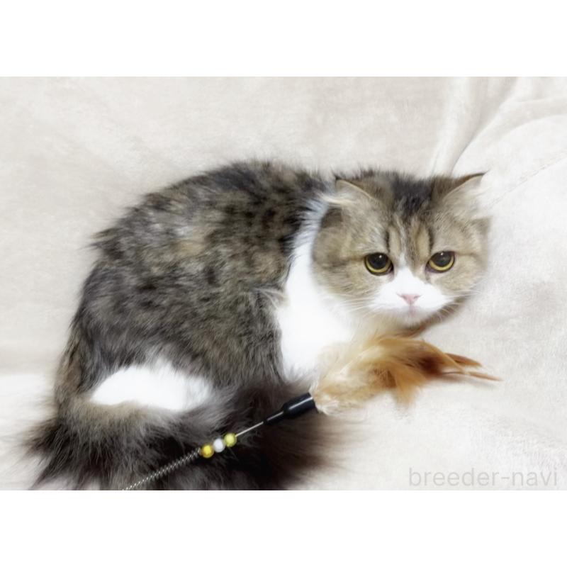 販売中の埼玉県のスコティッシュフォールド-139931の2枚目