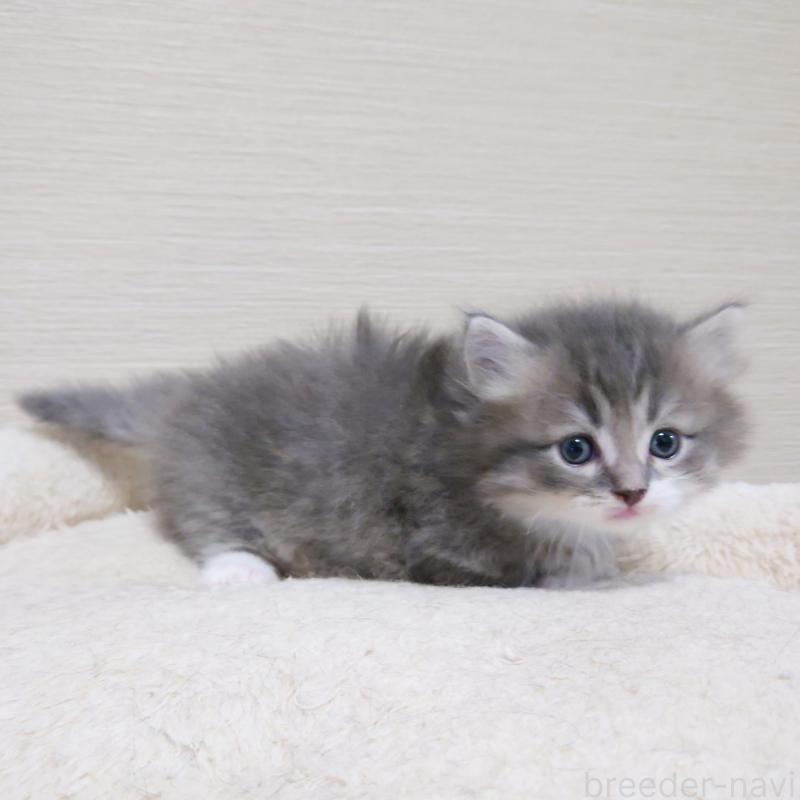 販売中の埼玉県のミヌエット(短足)-139933の7枚目