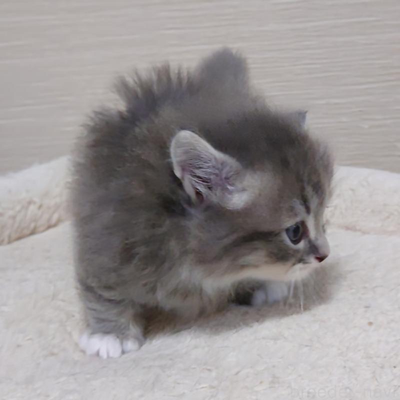 販売中の埼玉県のミヌエット(短足)-139933の6枚目