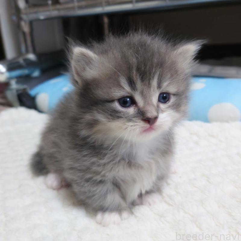 販売中の埼玉県のミヌエット(短足)-139933の5枚目