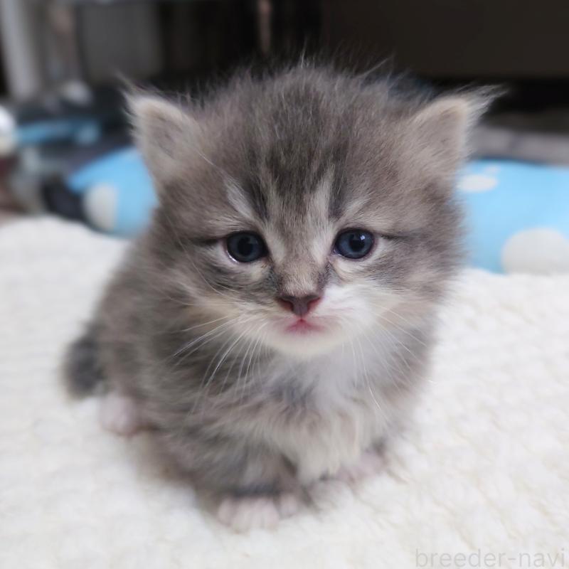 販売中の埼玉県のミヌエット(短足)-139933の4枚目