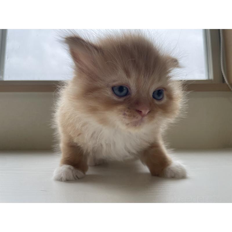 販売中の長野県のミヌエット-139940の5枚目