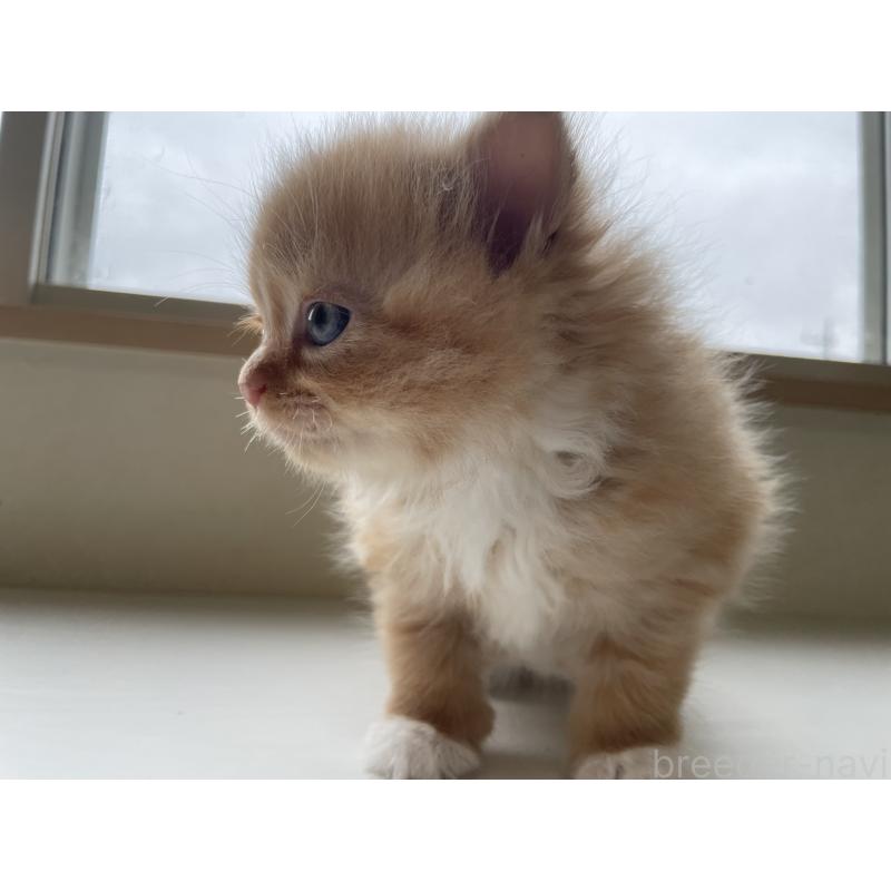 販売中の長野県のミヌエット-139940の4枚目