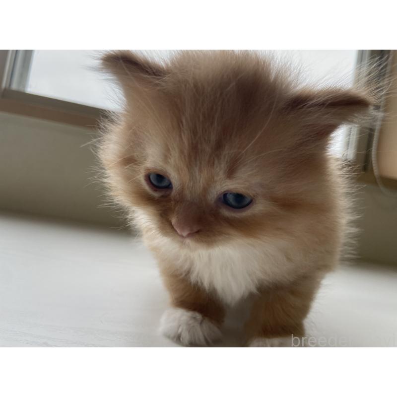 販売中の長野県のミヌエット-139940の3枚目