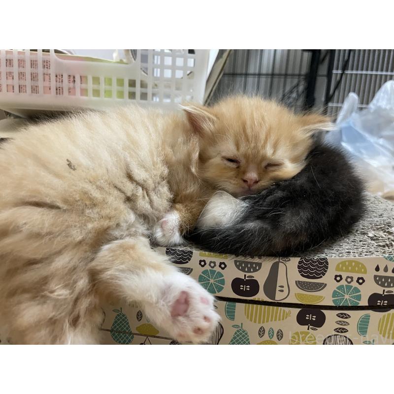 販売中の長野県のミヌエット-139940の2枚目