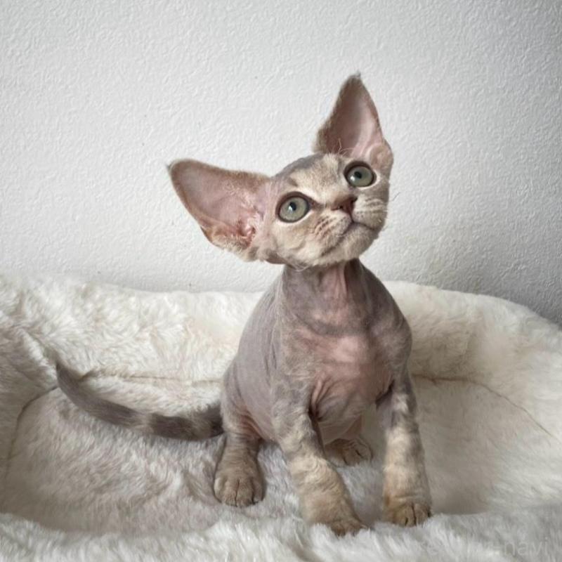 販売中の東京都のデボンレックス-139941の5枚目