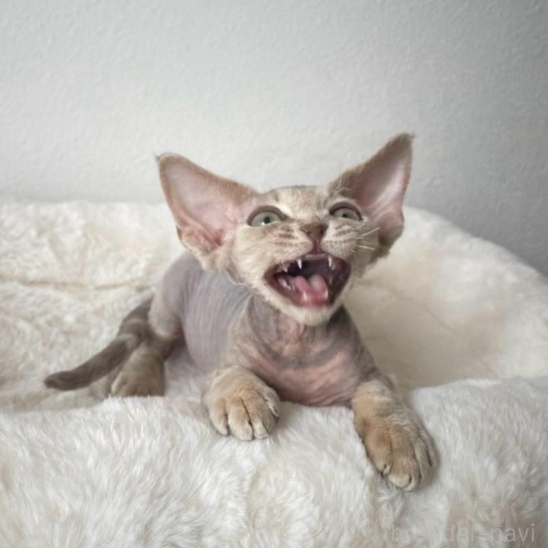 販売中の東京都のデボンレックス-139941の4枚目