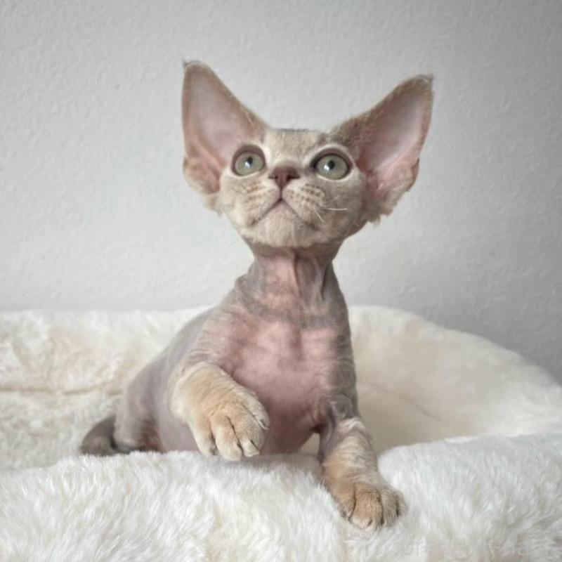 販売中の東京都のデボンレックス-139941の3枚目