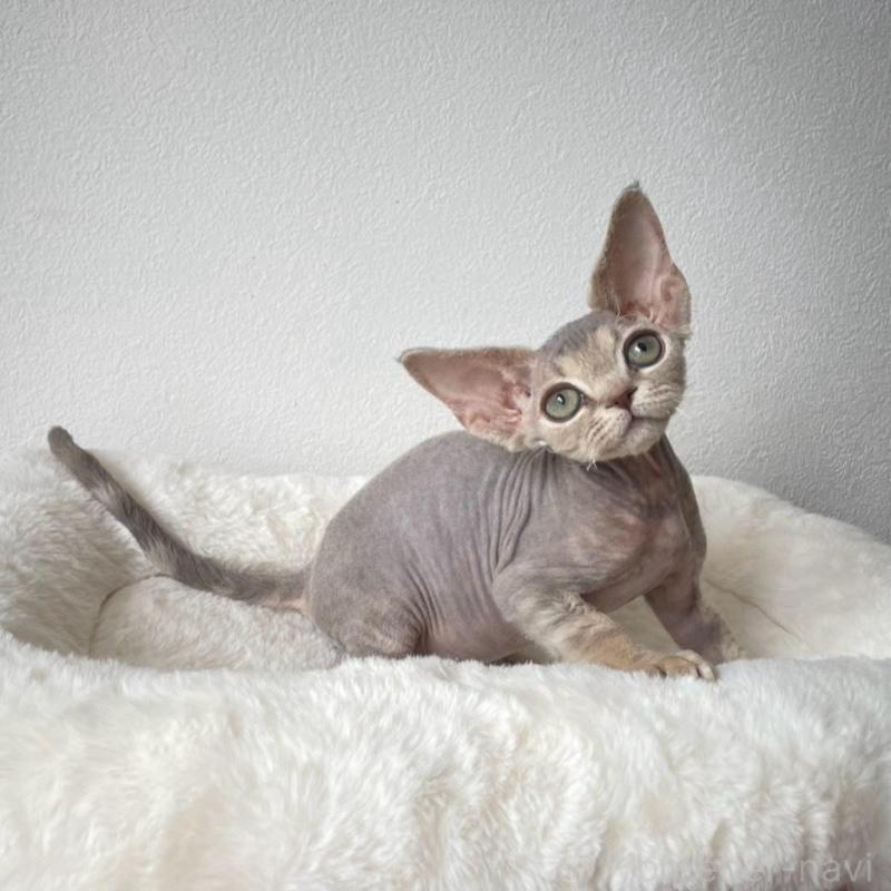 販売中の東京都のデボンレックス-139941の2枚目