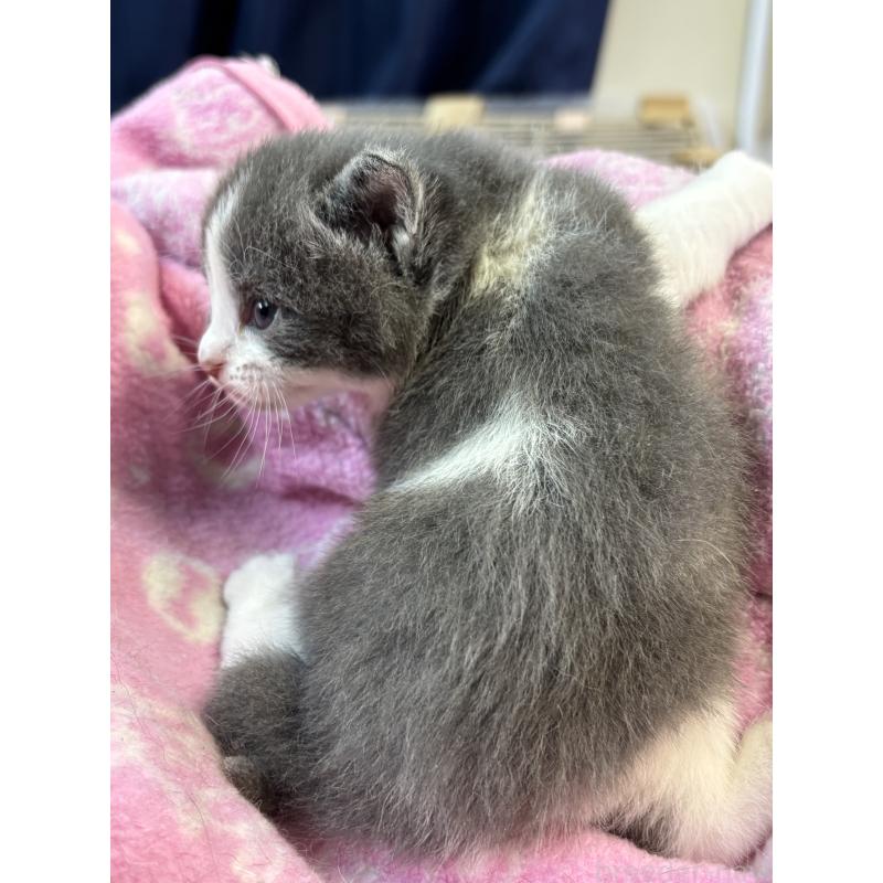 販売中の千葉県のブリティッシュショートヘア-139986の2枚目