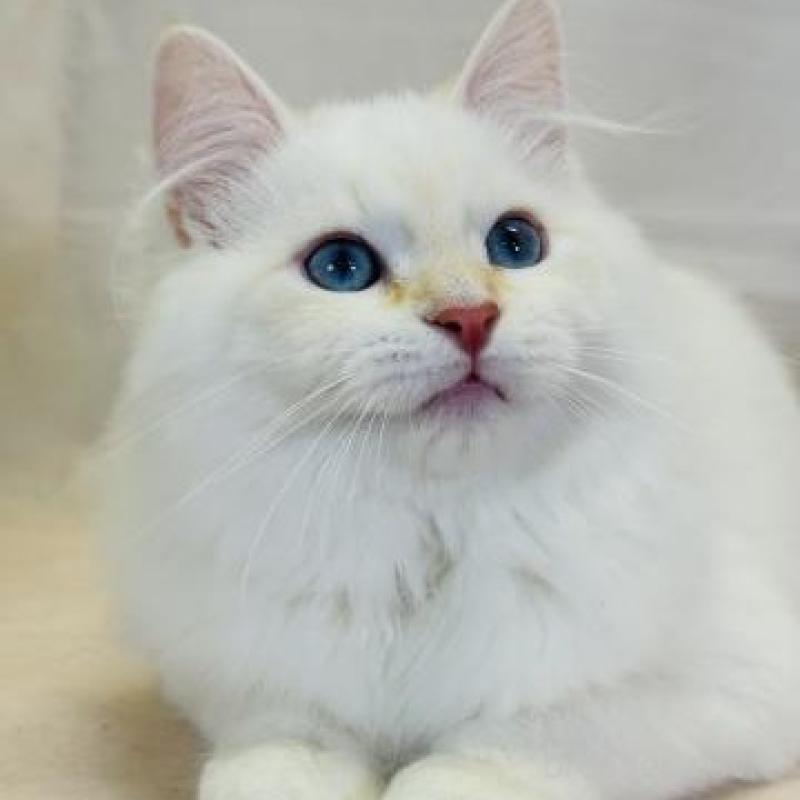 販売中の神奈川県のサイベリアン-139942の5枚目