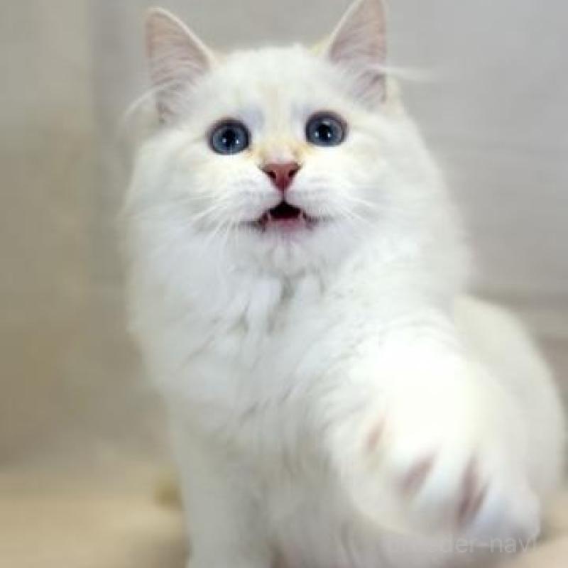 販売中の神奈川県のサイベリアン-139942の4枚目