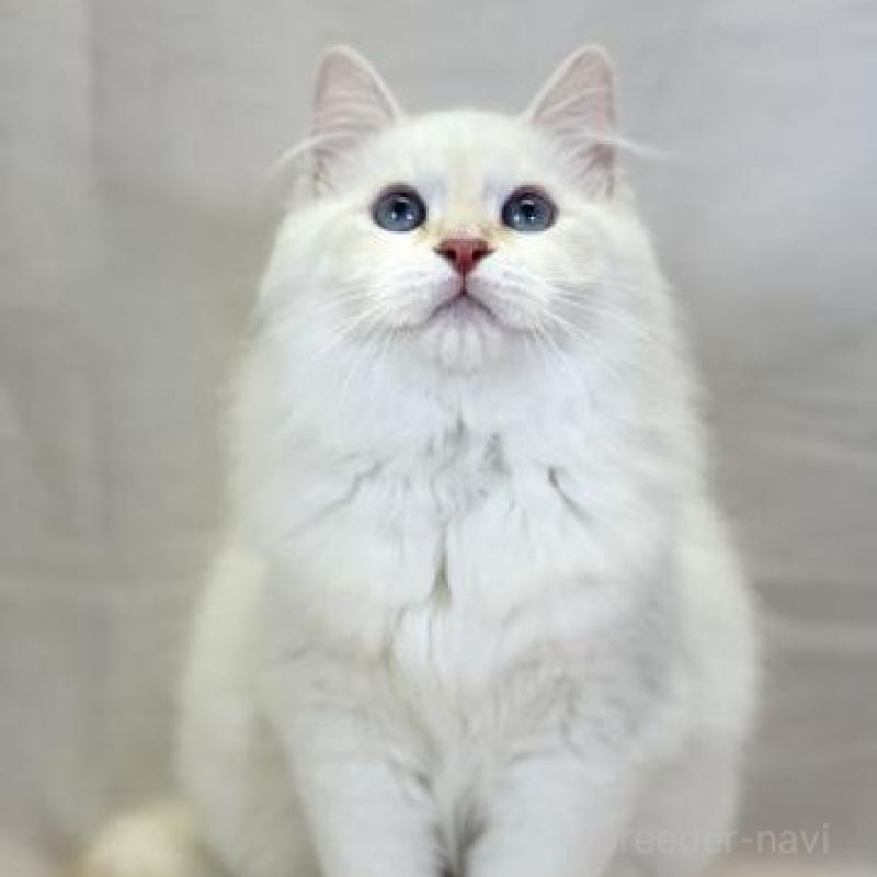 販売中の神奈川県のサイベリアン-139942