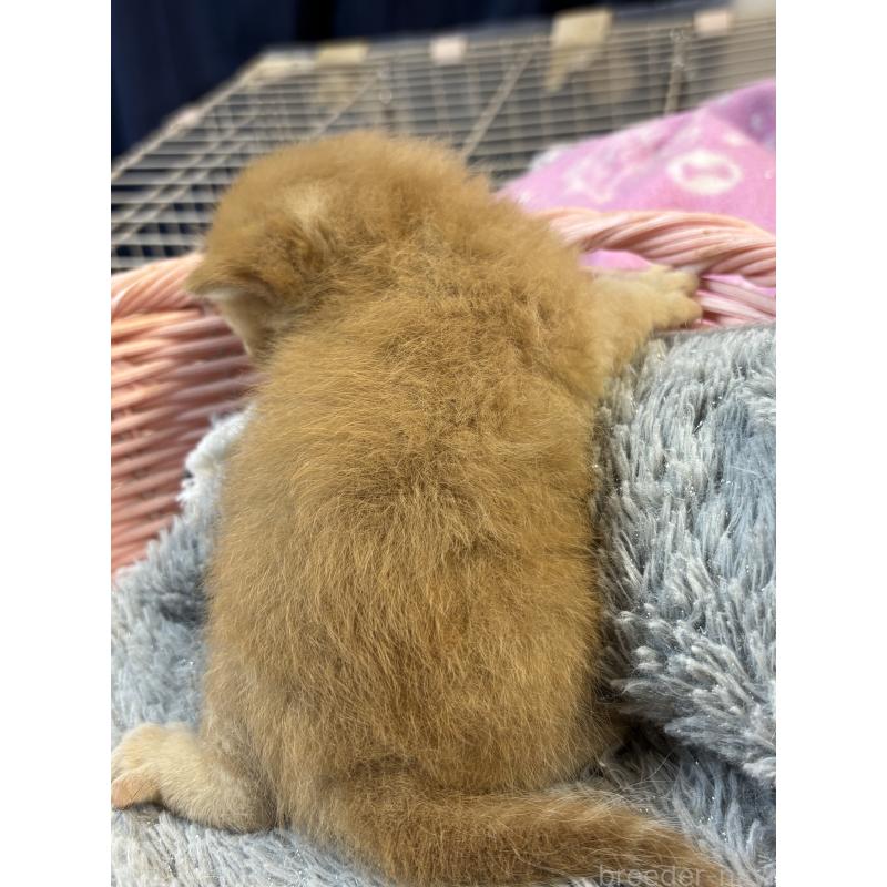 販売中の千葉県のブリティッシュショートヘア-139989の2枚目