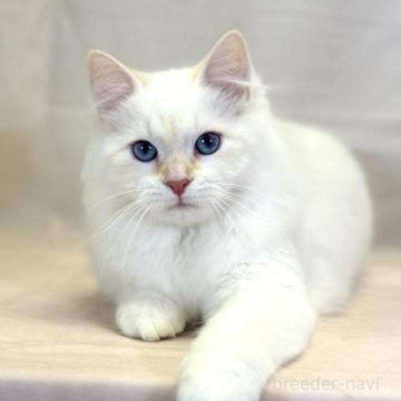 販売中の神奈川県のサイベリアン-139942の2枚目