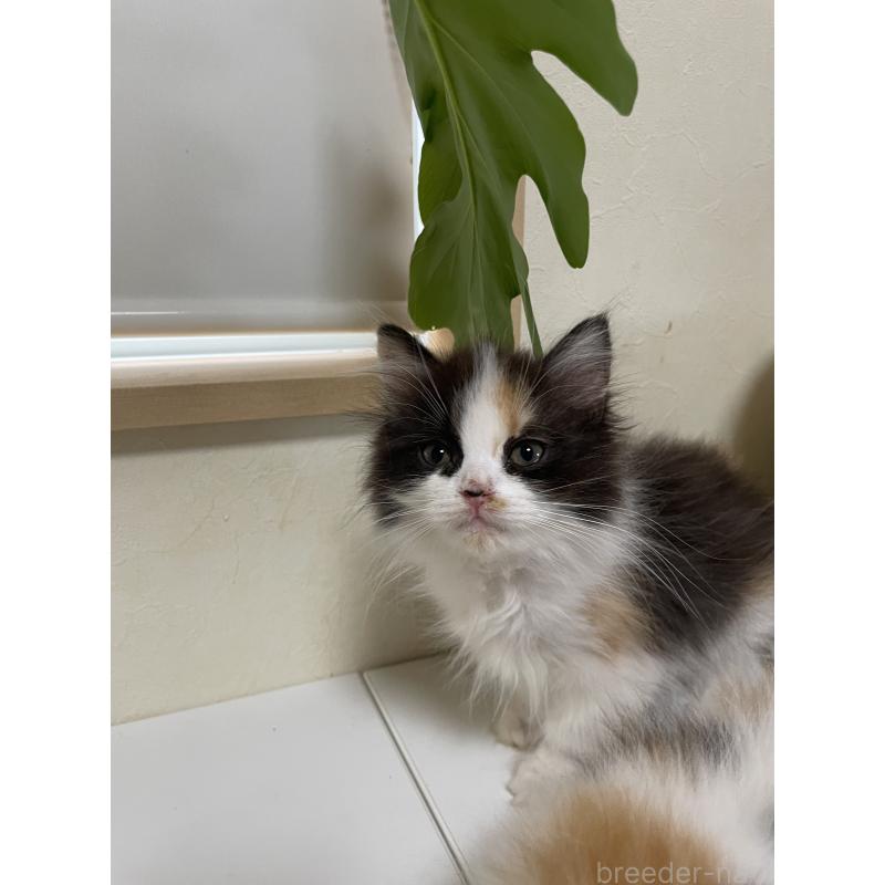 販売中の長野県のミヌエット-139943の4枚目