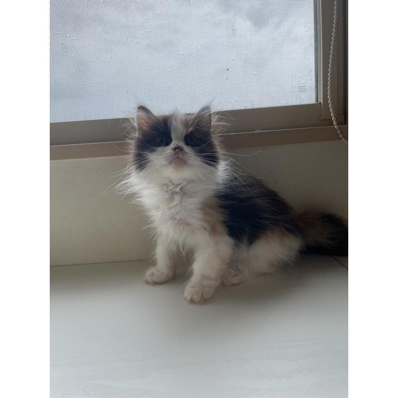 販売中の長野県のミヌエット-139943の3枚目