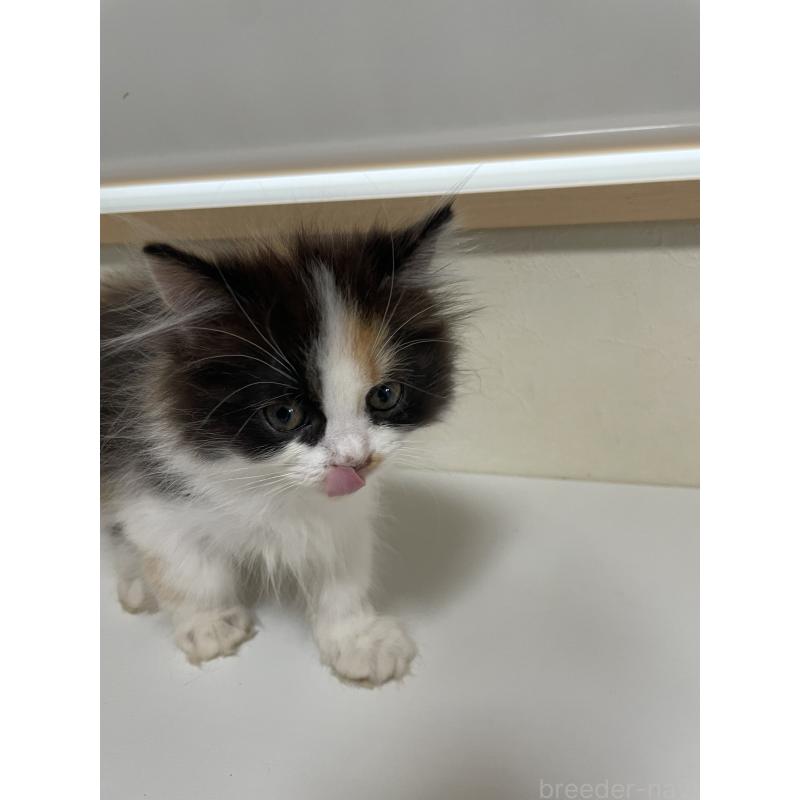 販売中の長野県のミヌエット-139943の2枚目