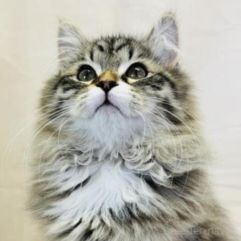 販売中の神奈川県のサイベリアン-139944