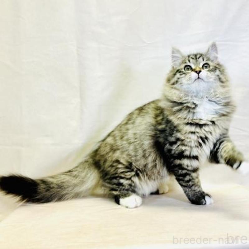 販売中の神奈川県のサイベリアン-139944の5枚目