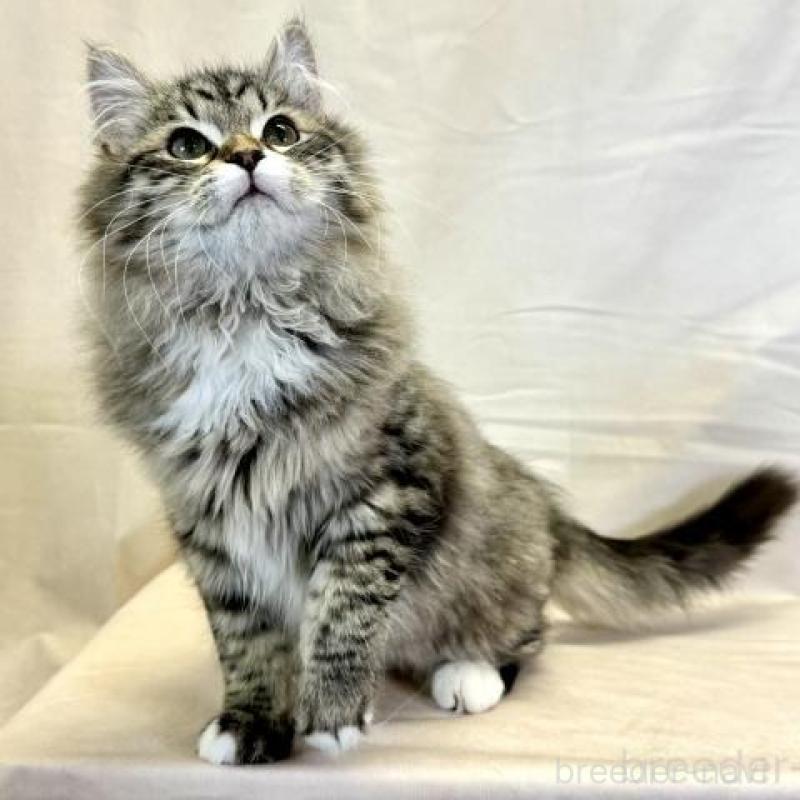 販売中の神奈川県のサイベリアン-139944の4枚目