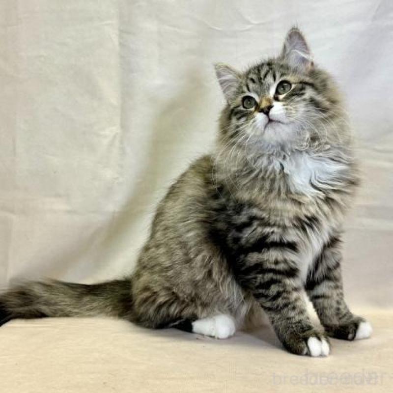 販売中の神奈川県のサイベリアン-139944の3枚目