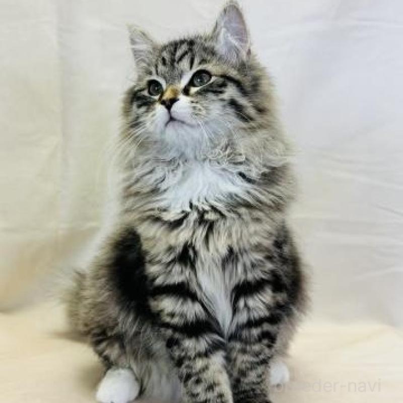 販売中の神奈川県のサイベリアン-139944の2枚目