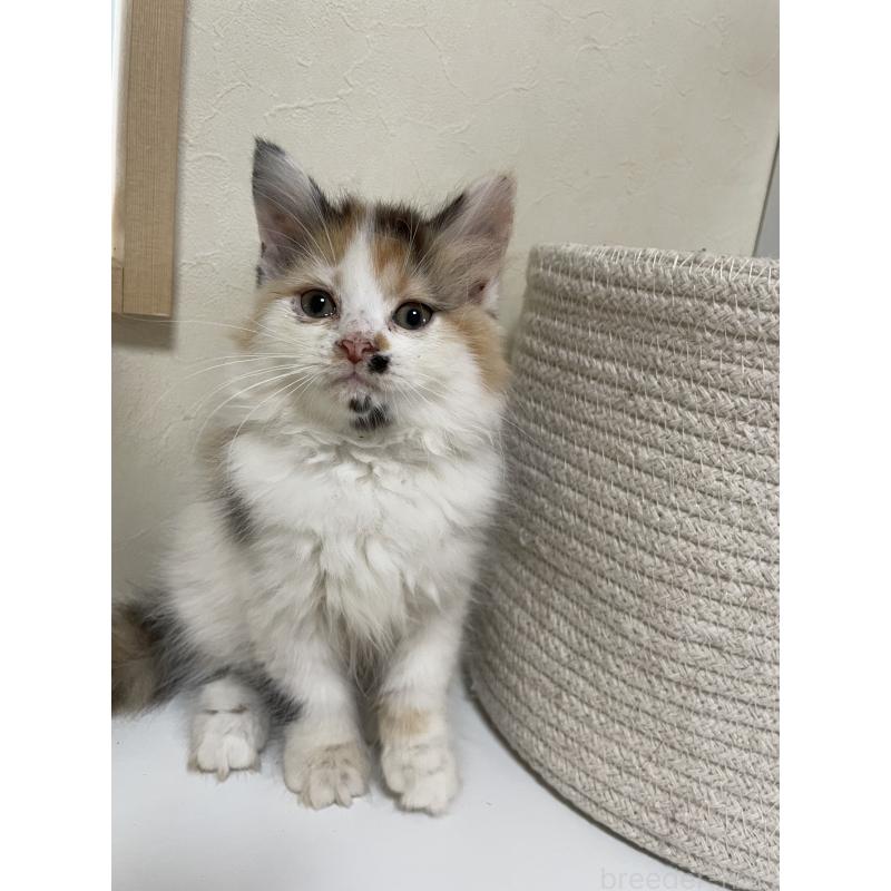 販売中の長野県のミヌエット-139945の5枚目