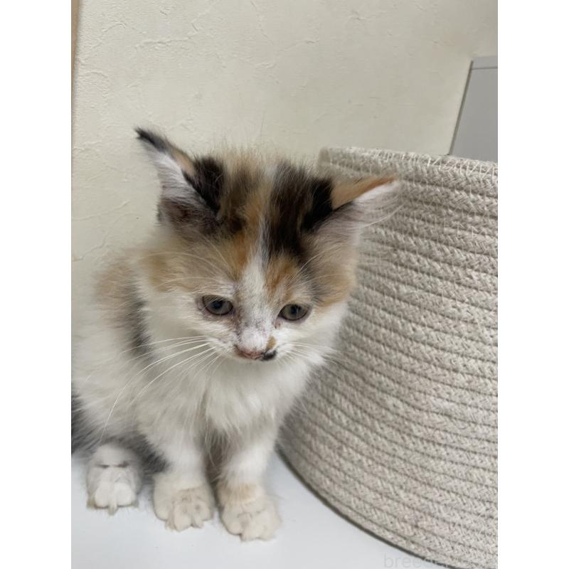 販売中の長野県のミヌエット-139945の4枚目