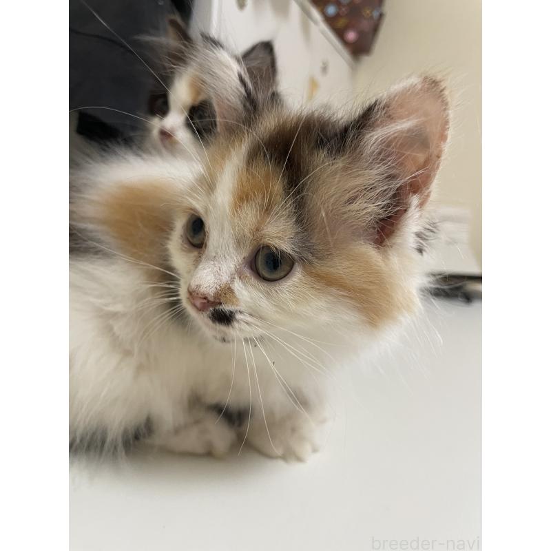 販売中の長野県のミヌエット-139945の3枚目