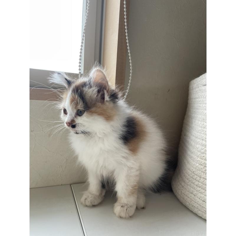 販売中の長野県のミヌエット-139945の2枚目