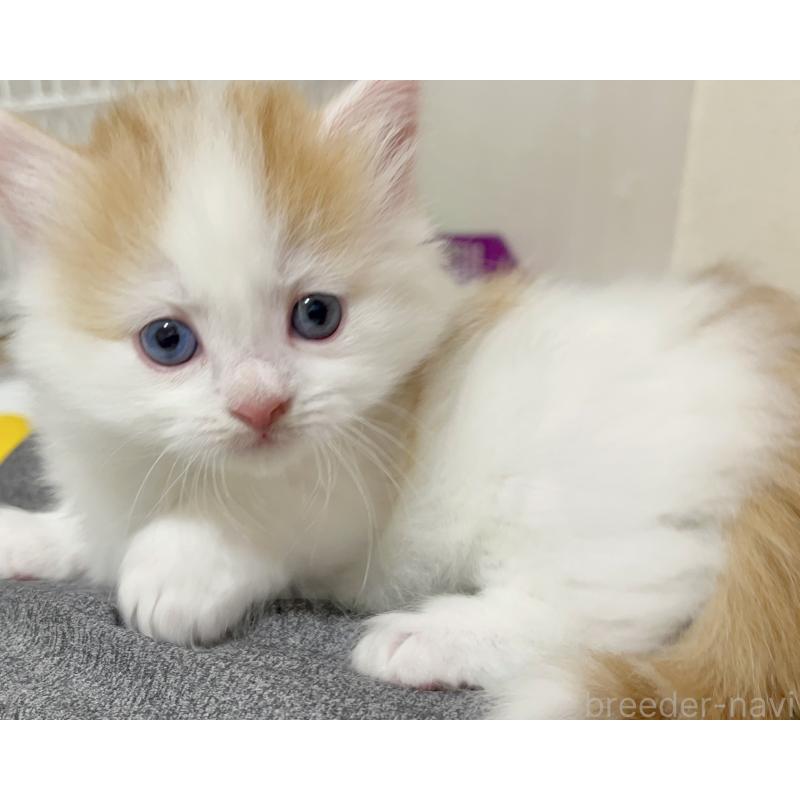 販売中の熊本県のマンチカン(短足)-139950の9枚目