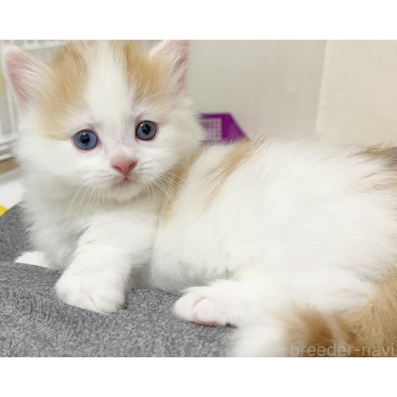 販売中の熊本県のマンチカン(短足)-139950の8枚目