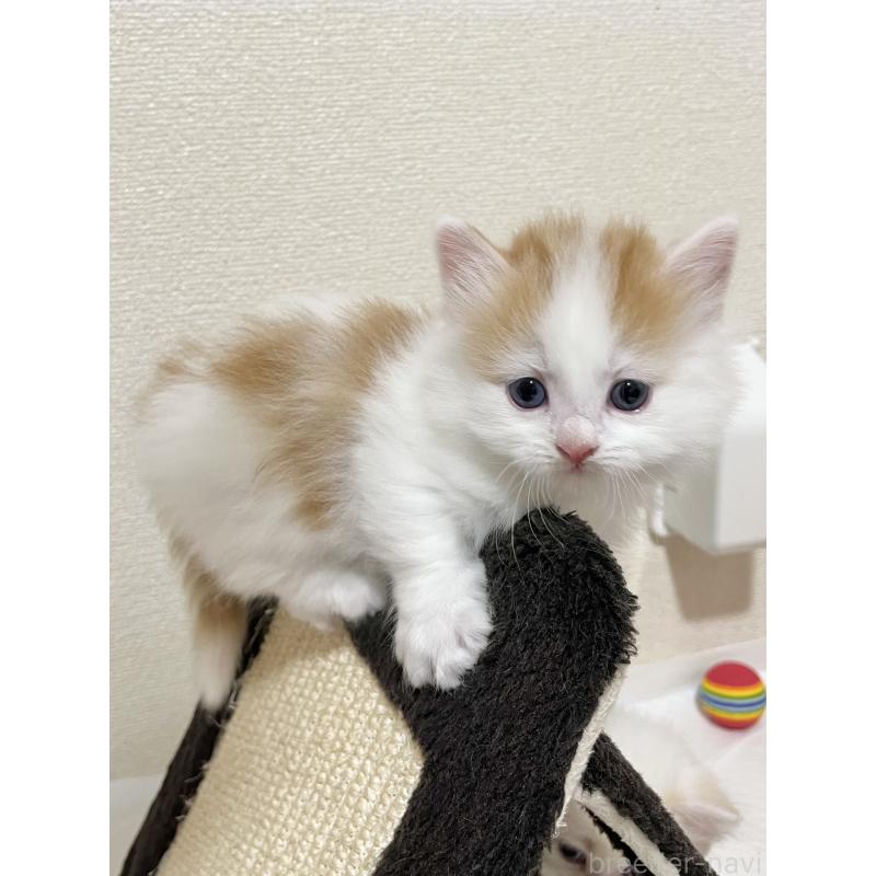 販売中の熊本県のマンチカン(短足)-139950の7枚目