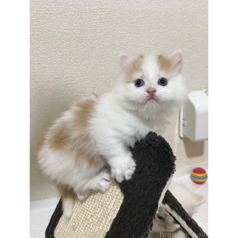 販売中の熊本県のマンチカン(短足)-139950の6枚目