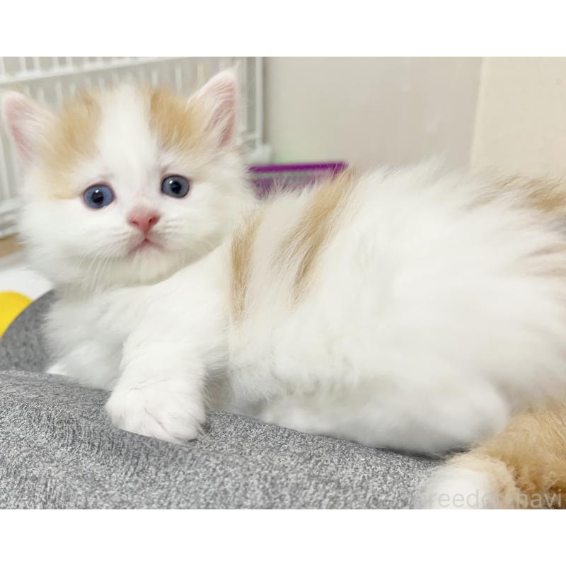 販売中の熊本県のマンチカン(短足)-139950の5枚目