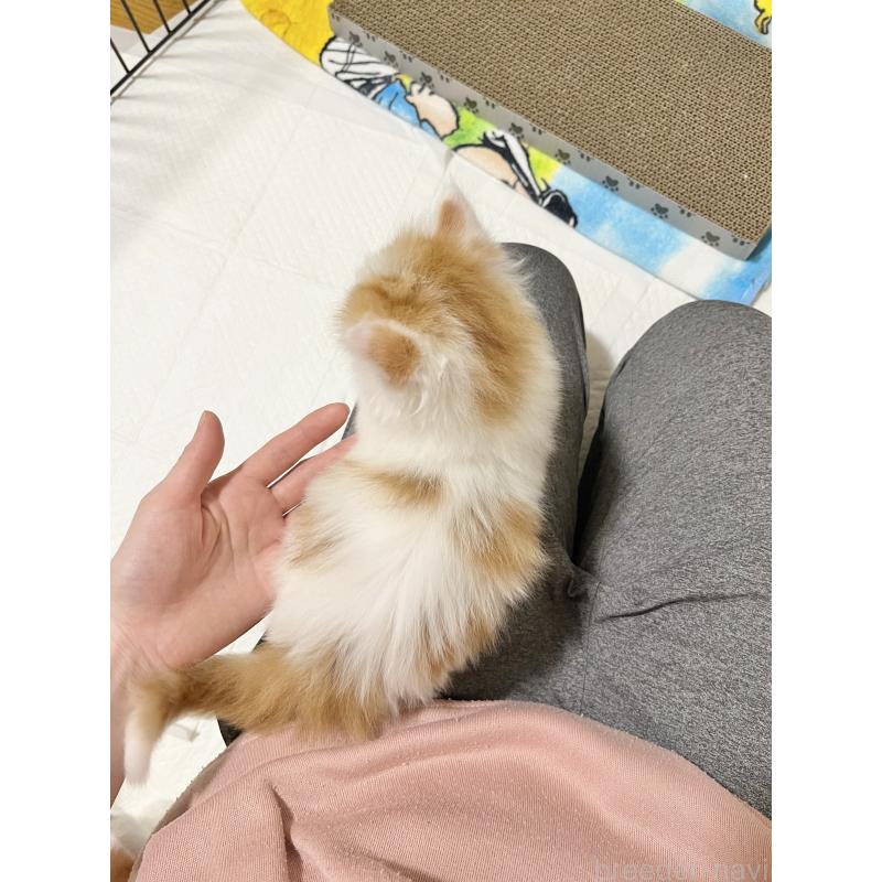 販売中の熊本県のマンチカン(短足)-139950の4枚目