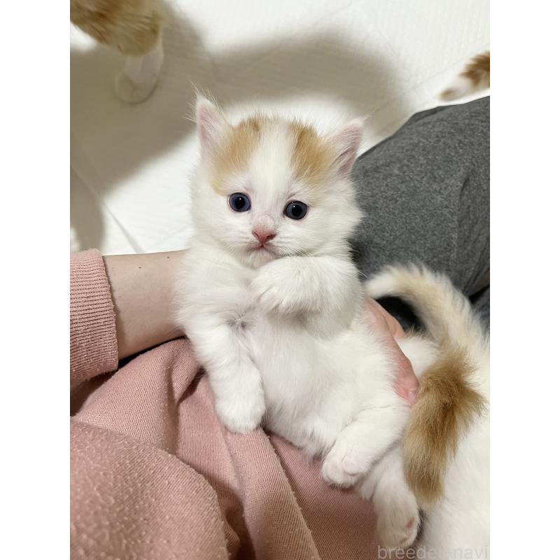 販売中の熊本県のマンチカン(短足)-139950の3枚目