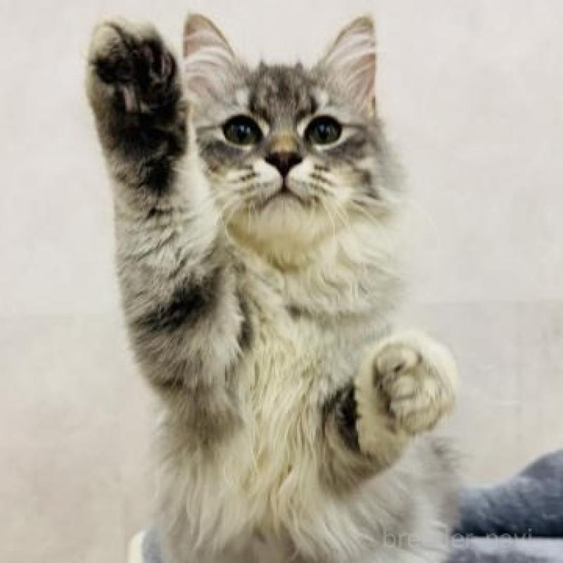 販売中の神奈川県のサイベリアン-139946