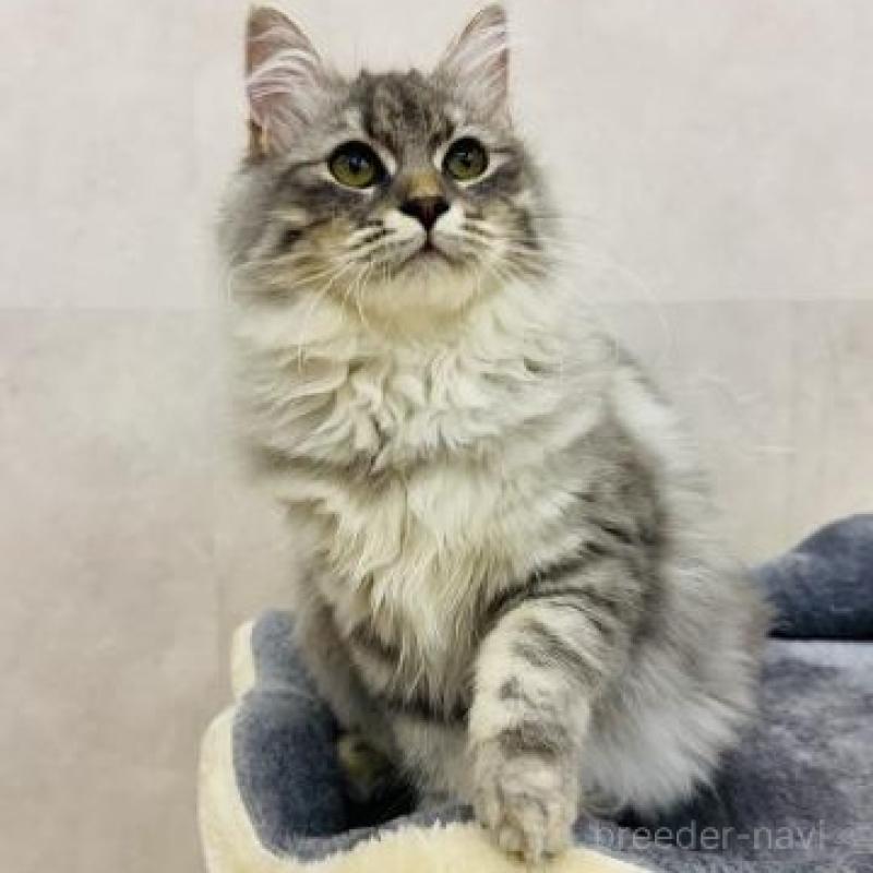 販売中の神奈川県のサイベリアン-139946の5枚目