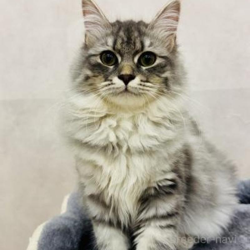 販売中の神奈川県のサイベリアン-139946の4枚目