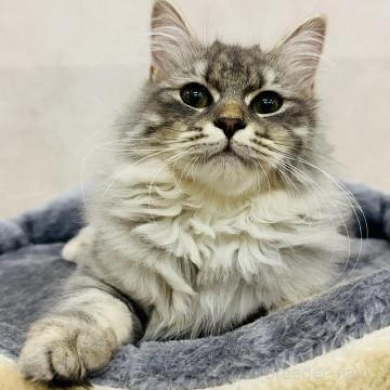 販売中の神奈川県のサイベリアン-139946の3枚目