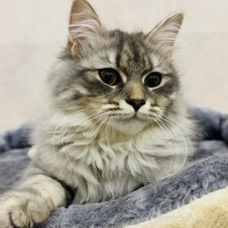 販売中の神奈川県のサイベリアン-139946の2枚目